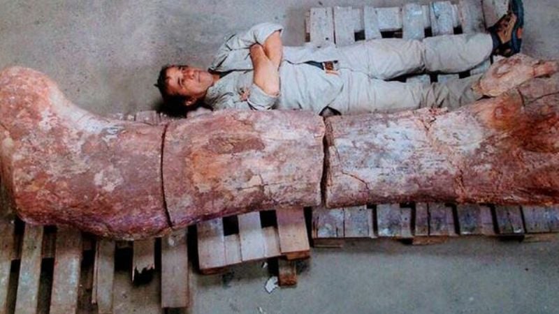 El dinosaurio más grande del mundo es argentino