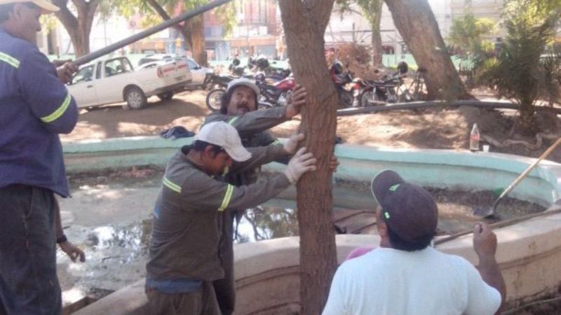 Se plantaron dos Ibera Pitá y tres Ceibos en Plaza 25 de Mayo