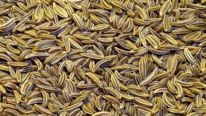 Promueven el desarrollo tecnológico del comino y el anís