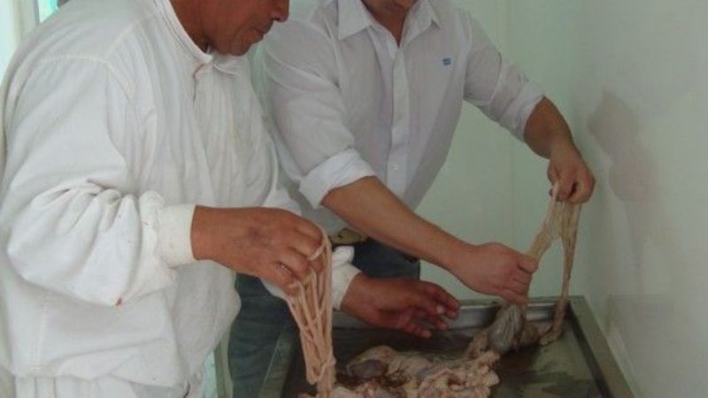 Ponen en funcionamiento una sala móvil para faenar animales