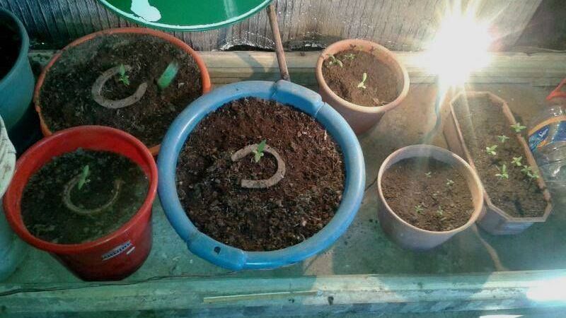 Secuestran 25 plantines de marihuana