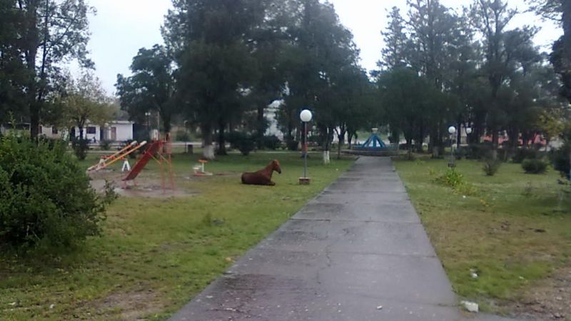 Animales sueltos por la plaza de El Alto