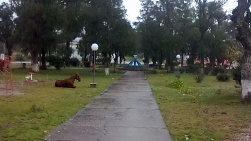 Animales sueltos por la plaza de El Alto