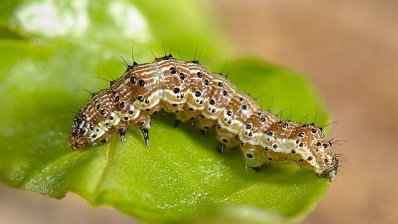 Gusano amenaza toda la agricultura argentina