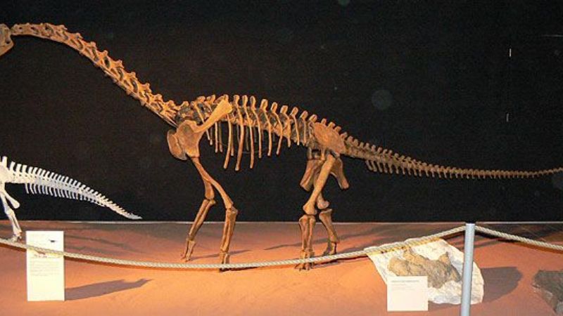 Descubrieron madurez sexual acelerada en dinosaurios saurópodos enanos