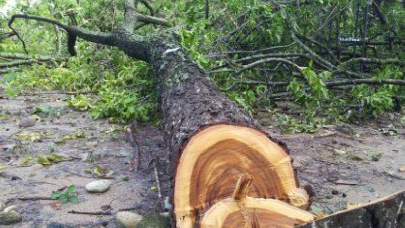 Tala indiscriminada de árboles protegidos en el interior provincial