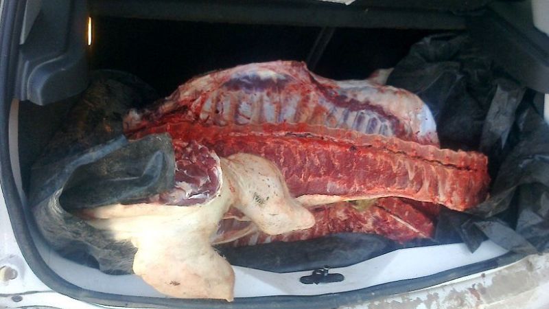 Llevaba un chancho faenado en el baúl