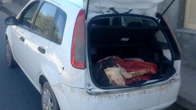 Llevaba un chancho faenado en el baúl