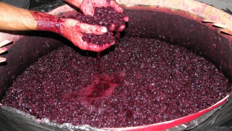 Aseguran que el mosto no compite con el azúcar