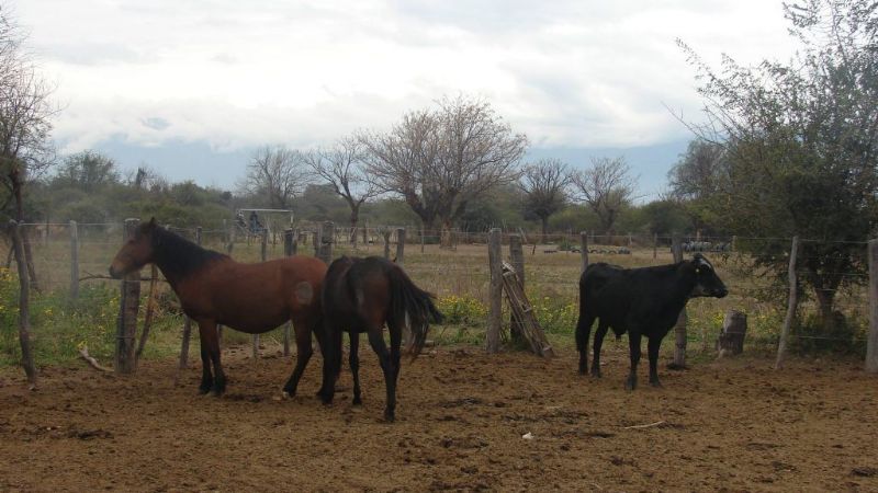 Valle Viejo: secuestran dos animales equinos