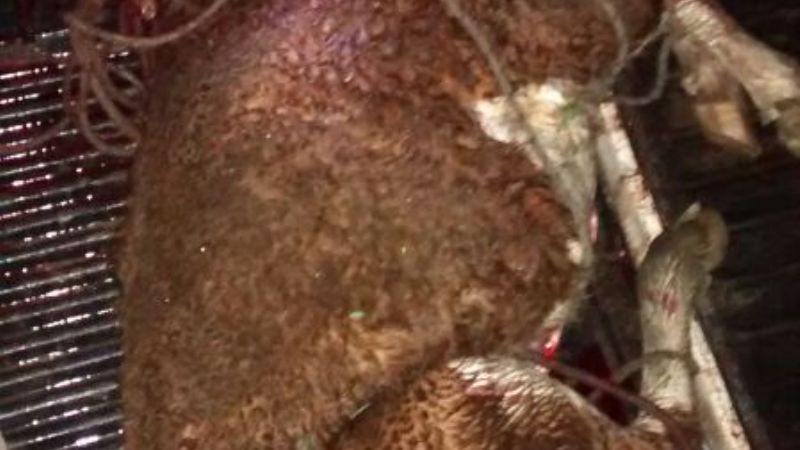 Cinco tucumanos arrestados y un animal vacuno secuestrado en Aconquija