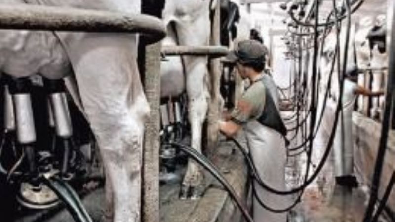 Anuncian línea de créditos para tamberos