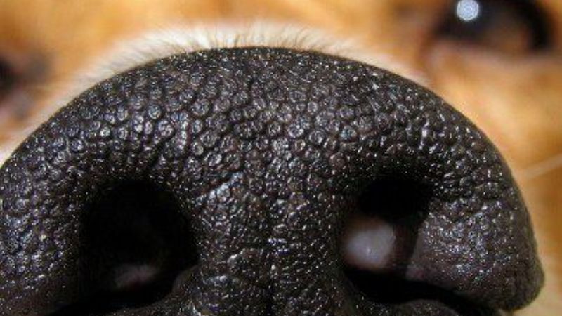 Perro ladraba, vecino se molestó y le arrancó el hocico de un machetazo