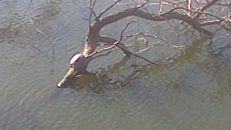 Jumealito fue filmado mientras tomaba sol