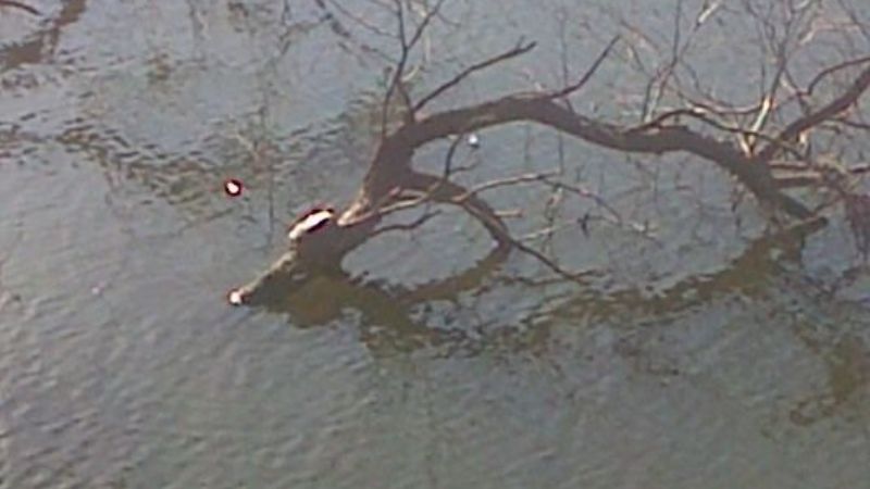 Jumealito fue filmado mientras tomaba sol