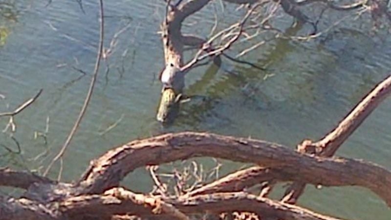 Jumealito fue filmado mientras tomaba sol