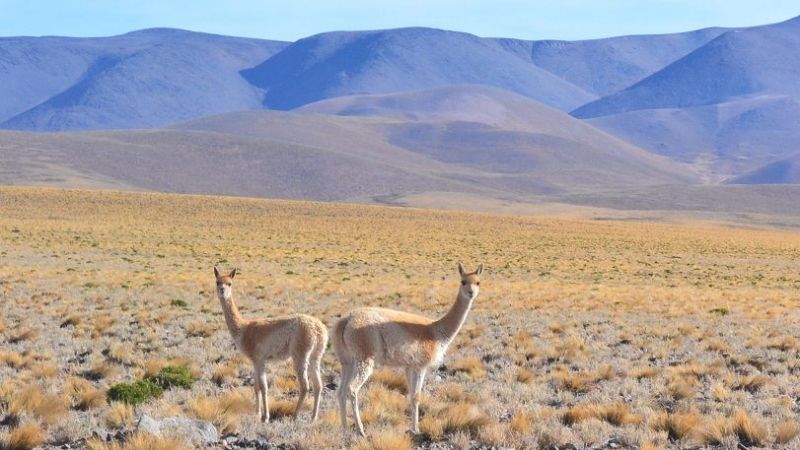 Analizaron nuevos sitios para conservación y manejo de vicuñas en silvestría
