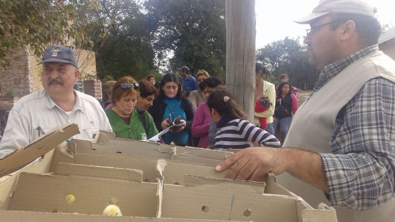 Entrega de pollitos para damnificados por inundaciones