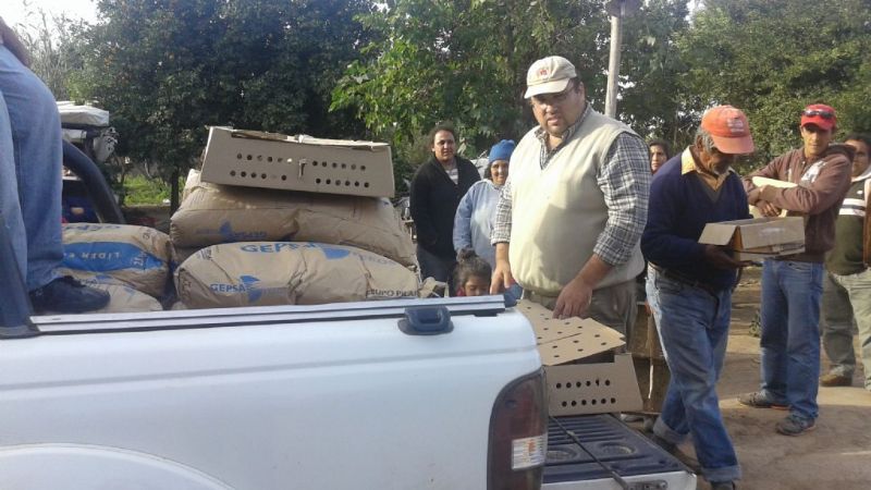 Entrega de pollitos para damnificados por inundaciones