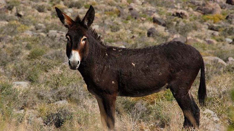 Secuestran un burro en La Puerta