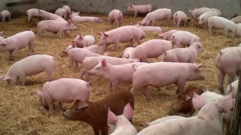 Argentina tiene posibilidades de convertirse en un gran productor mundial de cerdos