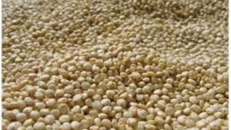 En Salta, la superficie sembrada con quínoa asciende a 650 hectáreas