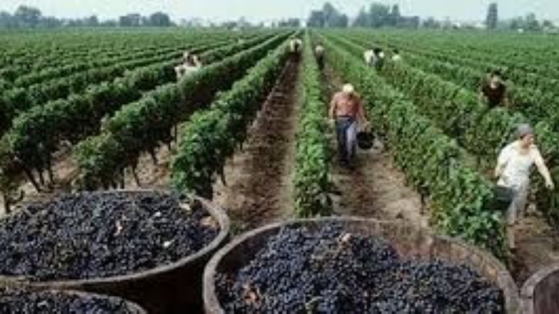 Advierten que peligran 3000 puestos de trabajo en la industria vitivinícola