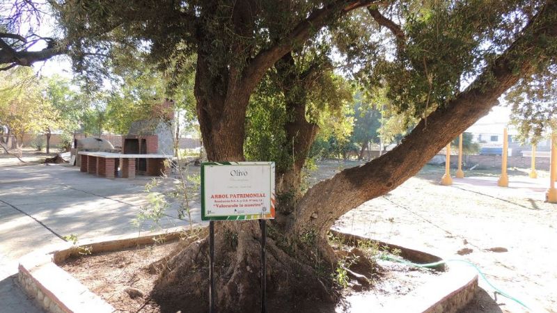 Forestación en el Hogar de Ancianos “Fray Mamerto Esquiú”