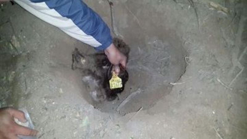 Secuestran un animal faenado y arrestan a dos sujetos