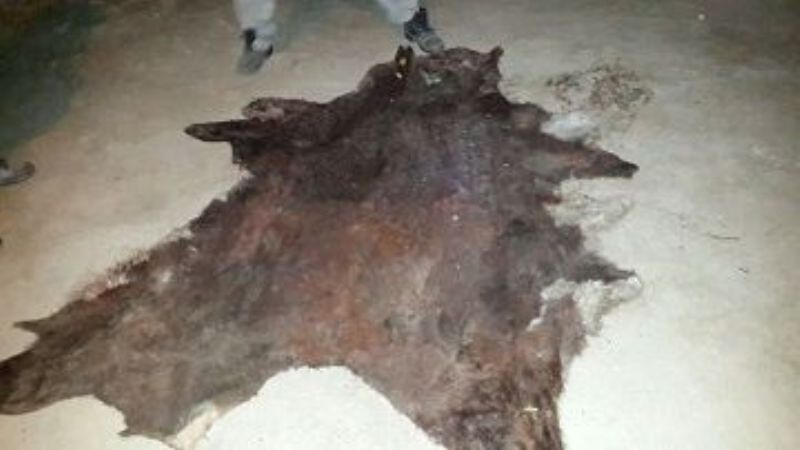 Secuestran un animal faenado y arrestan a dos sujetos