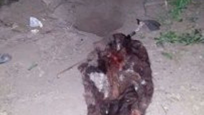 Secuestran un animal faenado y arrestan a dos sujetos