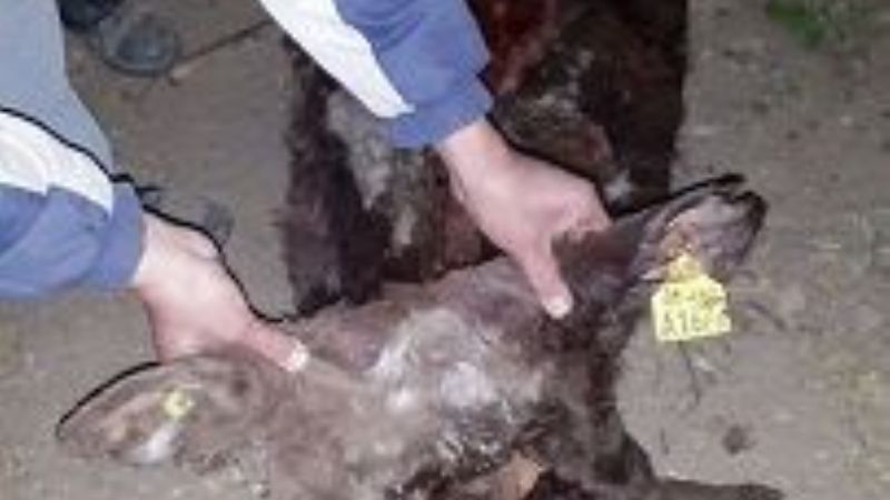 Secuestran un animal faenado y arrestan a dos sujetos