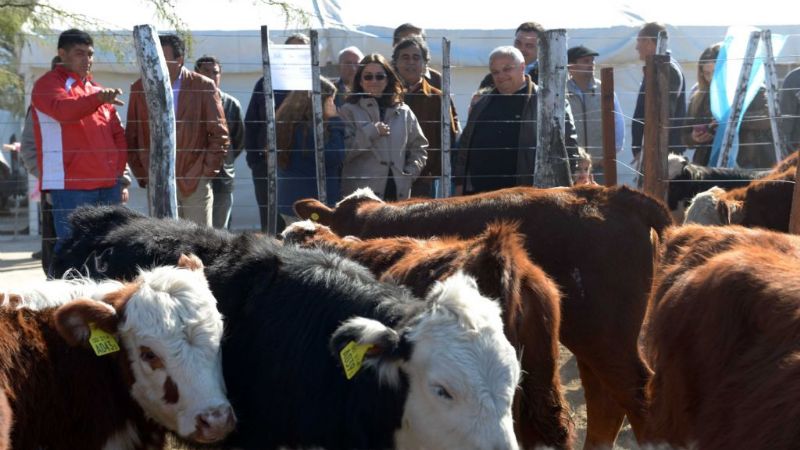 Presentaron la descendencia de los reproductores del Plan Toro