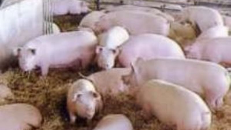 Catamarca junto a Santiago y Córdoba regionalizan producción porcina