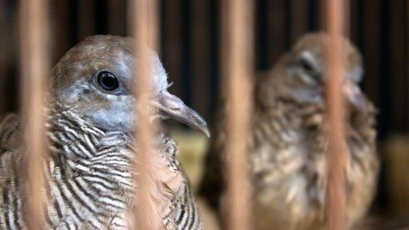 Demorados con animales silvestres