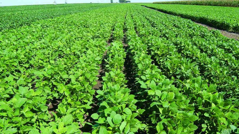 Gobierno mantiene aún la estimación de la cosecha pese a inundaciones