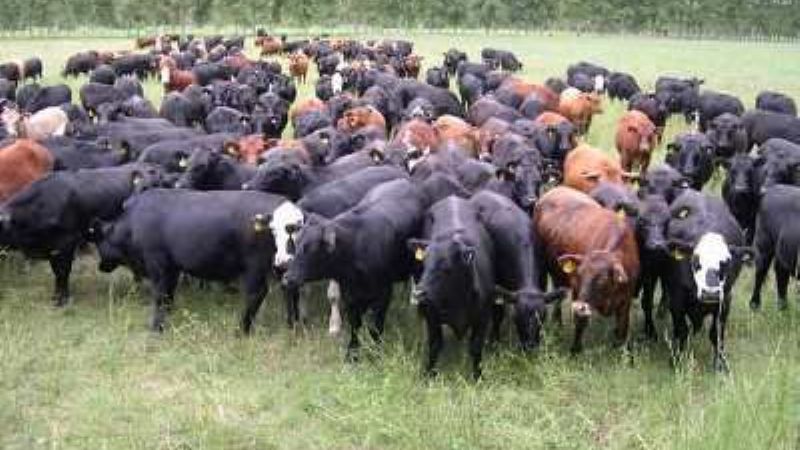 Desarrollarán semillas para la alimentar el ganado en el NEA-NOA