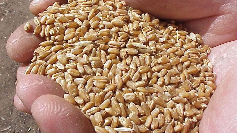 Brasil compra cada vez menos productos argentinos