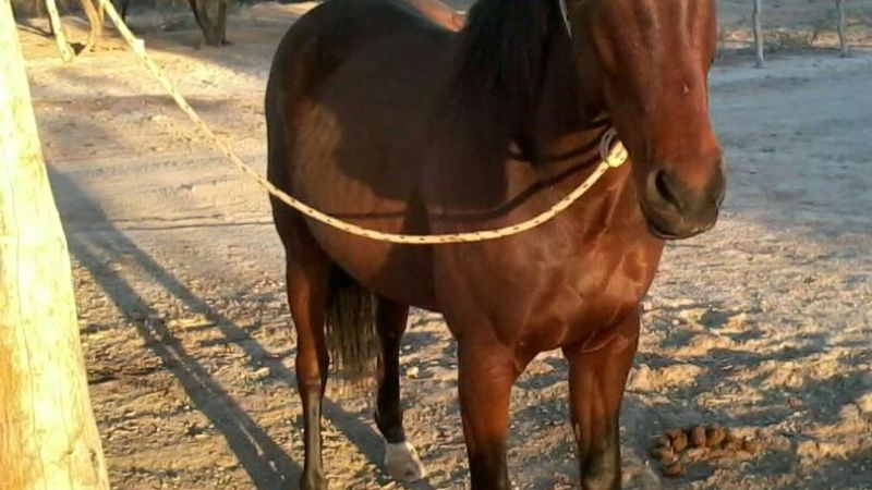 Recuperan un animal robado en Capayán