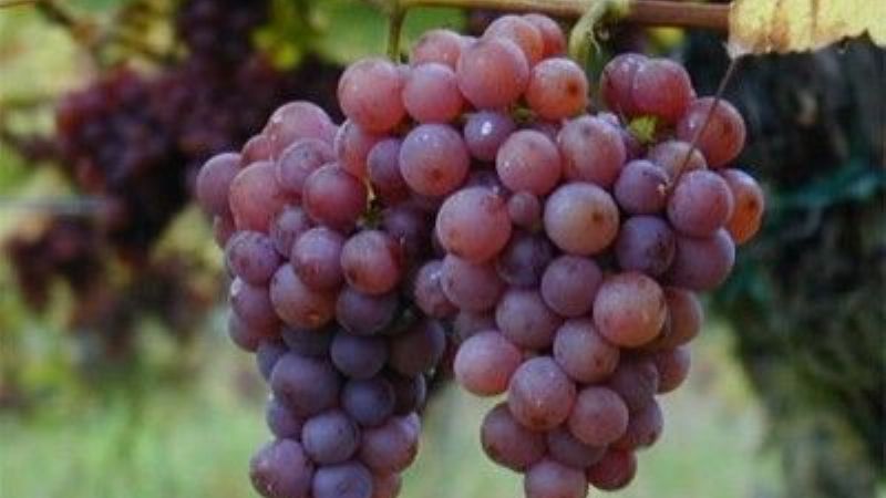 Ensayos para mejorar la producción vitícola