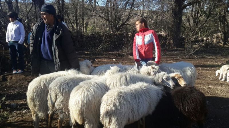 Secuestran ovejas en Ancasti