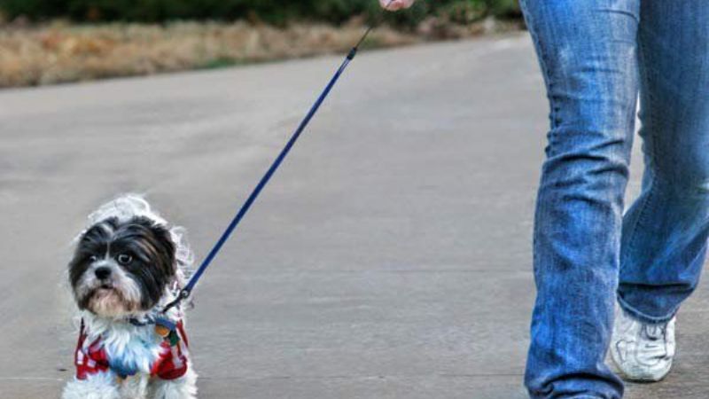 Amenazan con matar a la mascota para entrar a robar