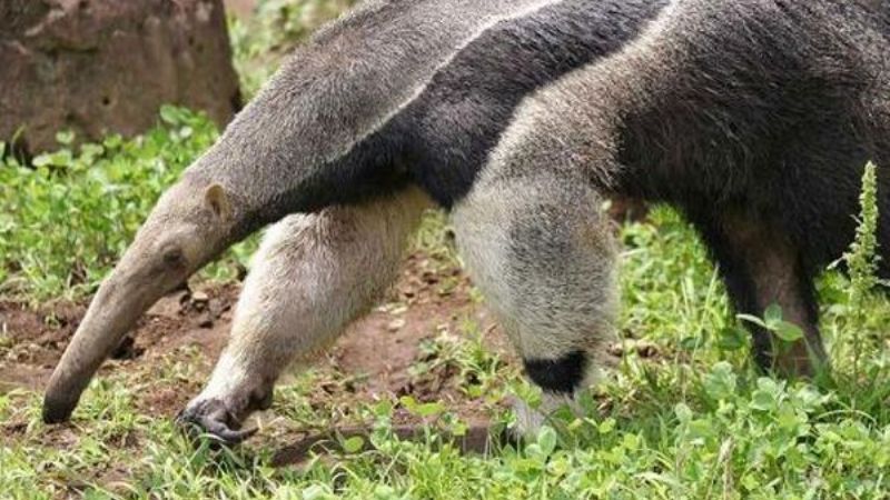 Salta: cazador murió desangrado tras ser atacado por un oso hormiguero