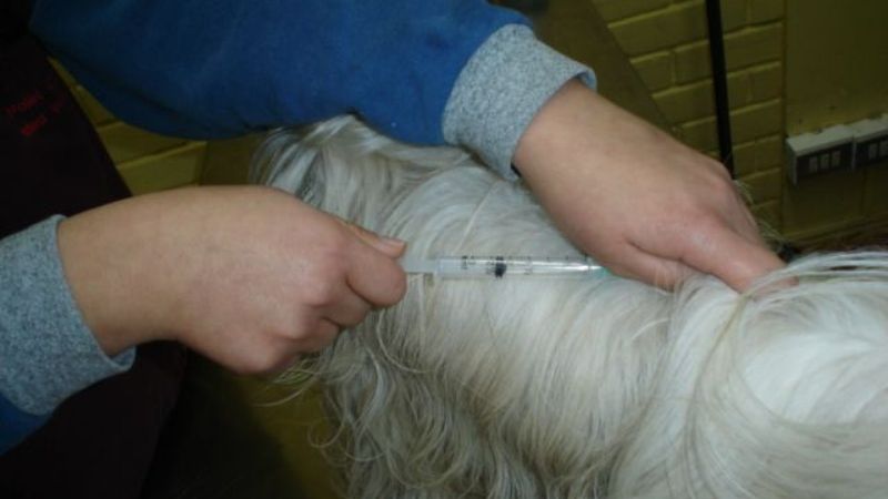 Vacunación y desparasitación canina