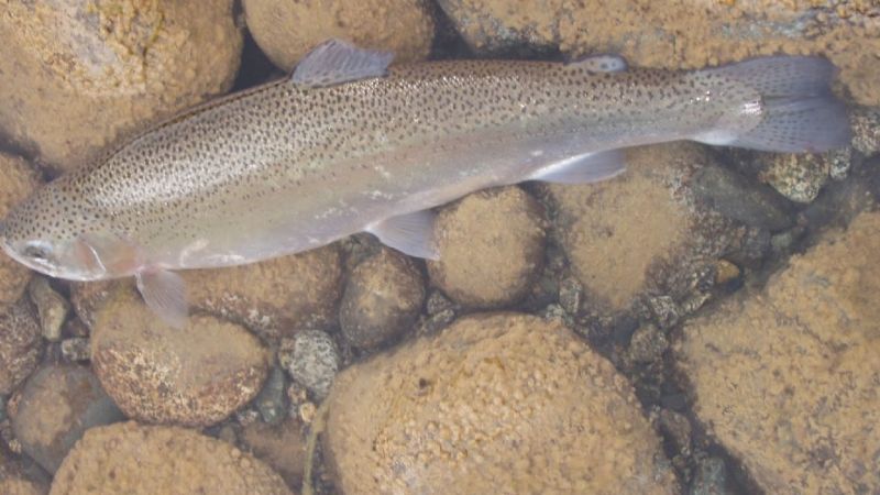 La temporada de trucha arco iris se iniciará en octubre