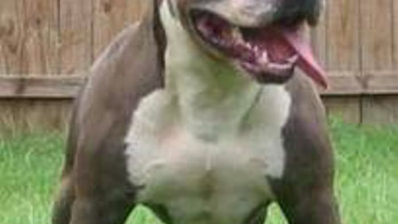 Recuperan un Pitbull robado