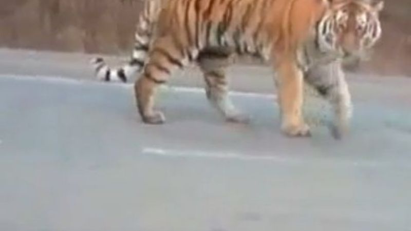 Iban en auto, se encontraron con un tigre en la ruta