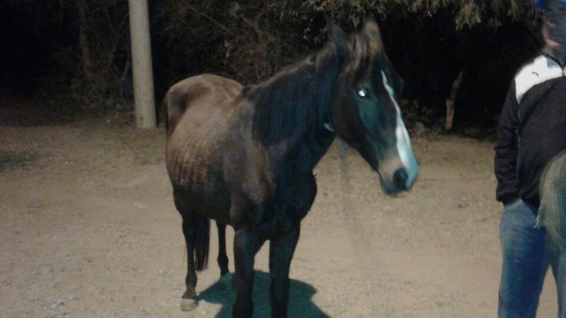 Incautan carne vacuna y caprina en El Portezuelo