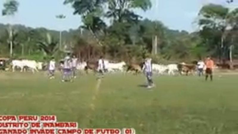 Insólito: vacas irrumpen en pleno partido de la Copa Perú