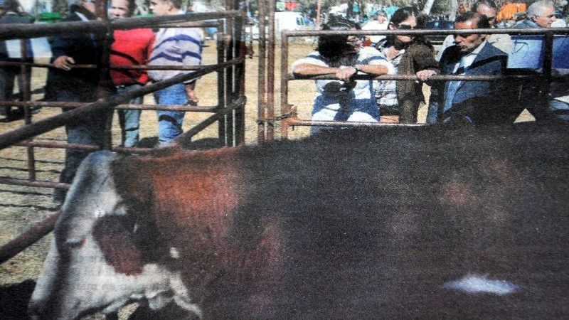 “Vengan a Los Varela y vean la calidad de terneros que tenemos”